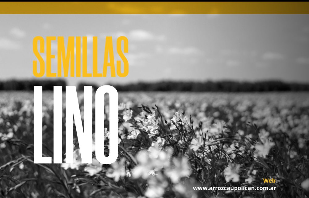 Semillas de Lino Caupolicán